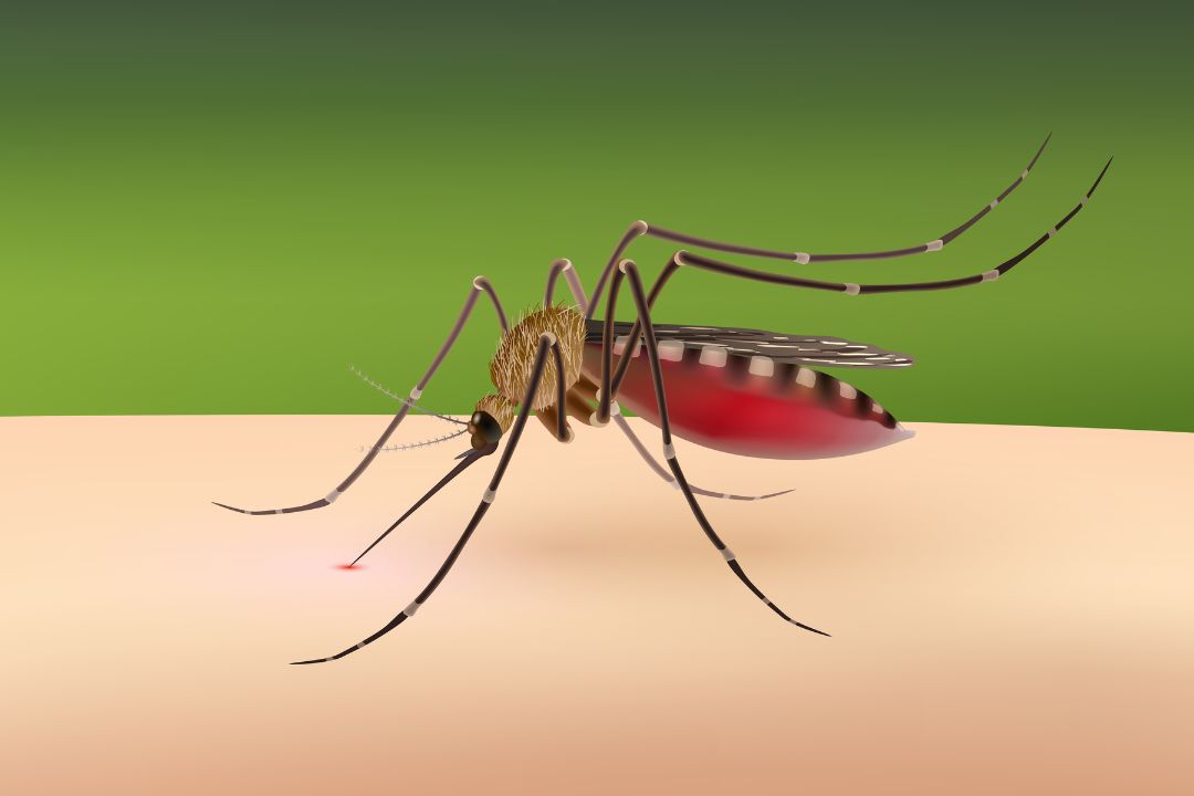 how mosquitoes spread malaria understanding the transmission cycle